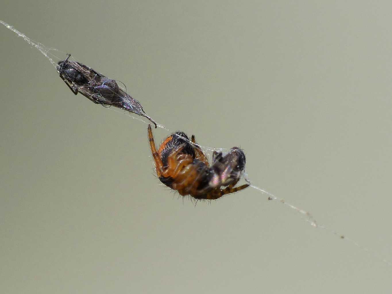 Piccolissimo Araneidae - Montecompatri (RM)